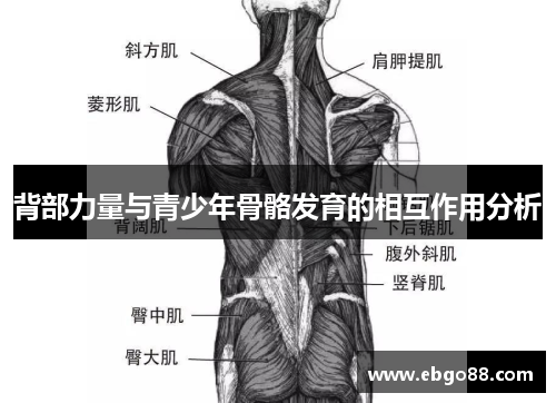 背部力量与青少年骨骼发育的相互作用分析